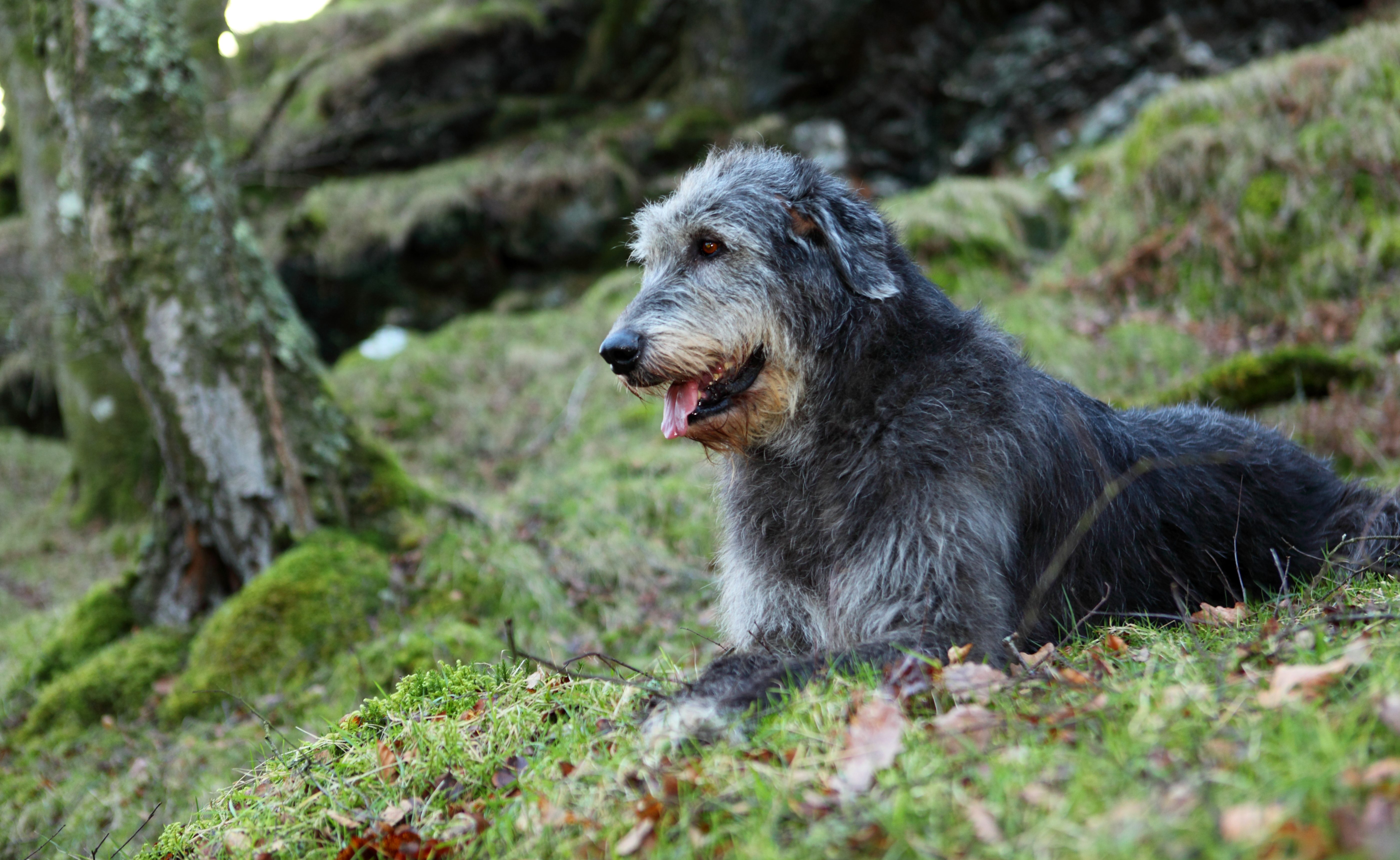 irish wolfhound puppy near me