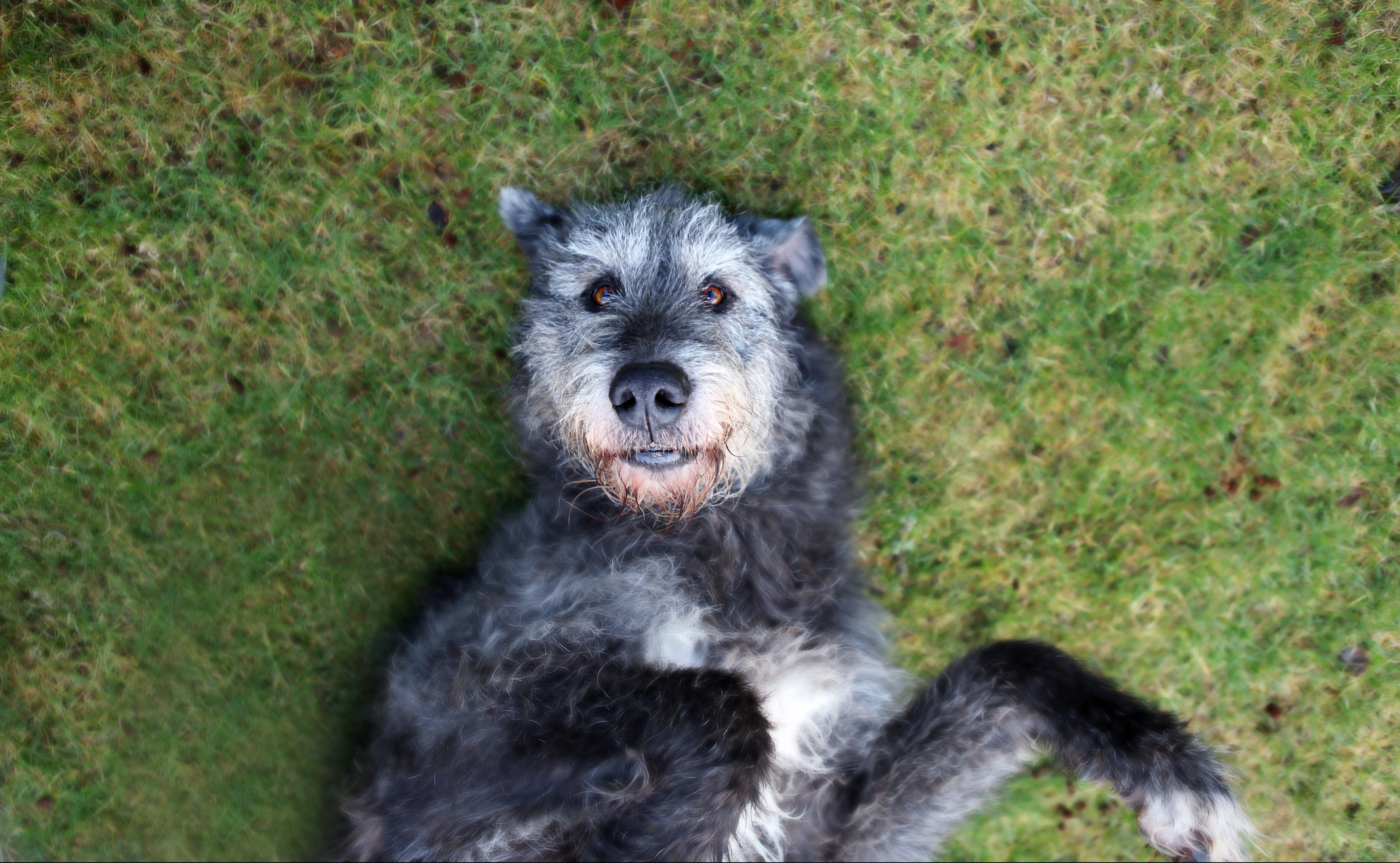 irish wolfhound puppy near me