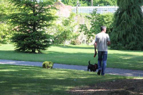 Farnleigh - Irish Wolfhound 2013 06 09 (1)