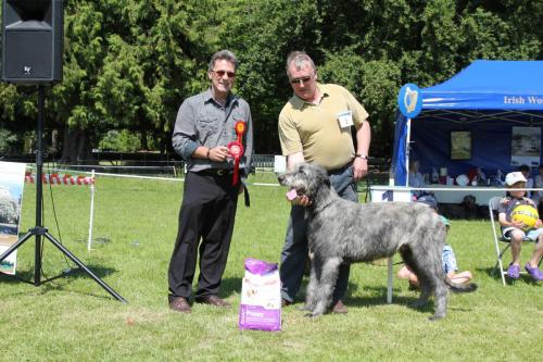 Farnleigh - Irish Wolfhound 2013 06 09 (14)