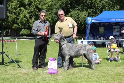 Farnleigh - Irish Wolfhound 2013 06 09 (15)