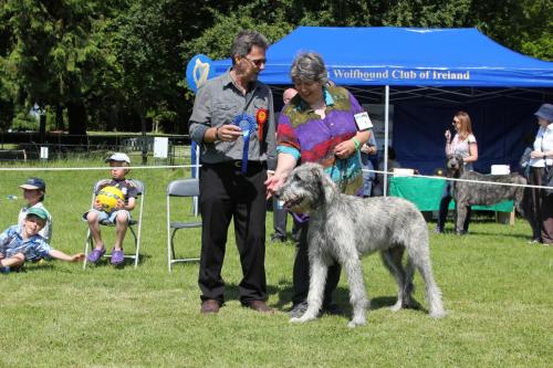 Farnleigh - Irish Wolfhound 2013 06 09 (16)