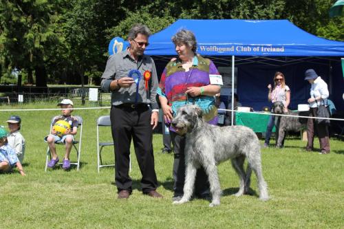 Farnleigh - Irish Wolfhound 2013 06 09 (17)