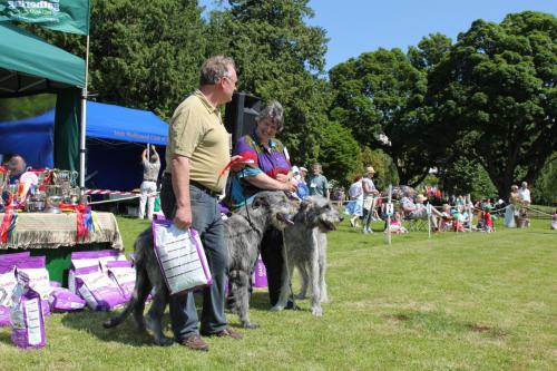 Farnleigh - Irish Wolfhound 2013 06 09 (18)