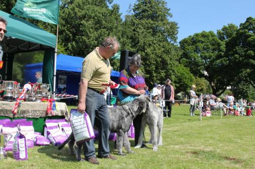 Farnleigh - Irish Wolfhound 2013 06 09 (19)