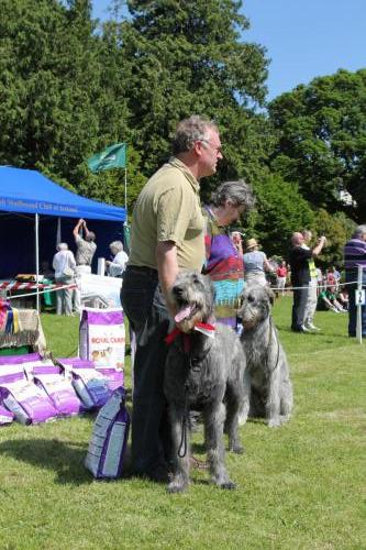 Farnleigh - Irish Wolfhound 2013 06 09 (20)