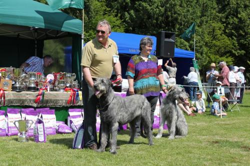 Farnleigh - Irish Wolfhound 2013 06 09 (21)