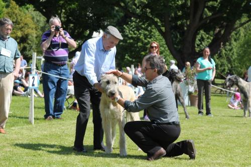 Farnleigh - Irish Wolfhound 2013 06 09 (23)