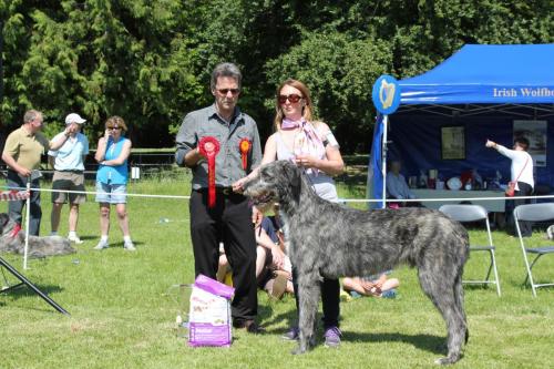 Farnleigh - Irish Wolfhound 2013 06 09 (26)