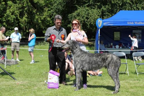 Farnleigh - Irish Wolfhound 2013 06 09 (27)