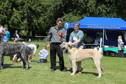 Farnleigh - Irish Wolfhound 2013 06 09 (28)