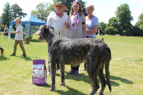 Farnleigh - Irish Wolfhound 2013 06 09 (31)