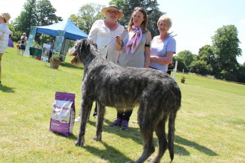 Farnleigh - Irish Wolfhound 2013 06 09 (32)