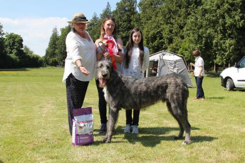 Farnleigh - Irish Wolfhound 2013 06 09 (33)