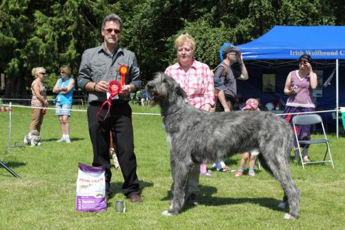 Farnleigh - Irish Wolfhound 2013 06 09 (35)