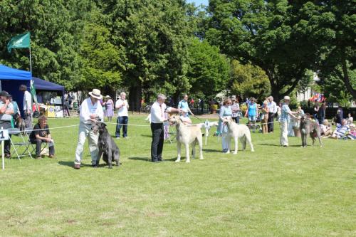 Farnleigh - Irish Wolfhound 2013 06 09 (37)