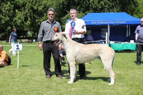 Farnleigh - Irish Wolfhound 2013 06 09 (39)