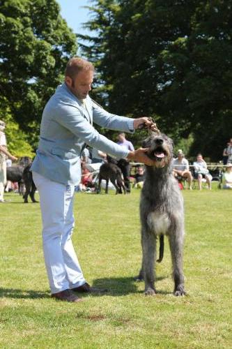 Farnleigh - Irish Wolfhound 2013 06 09 (40)