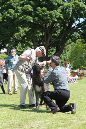 Farnleigh - Irish Wolfhound 2013 06 09 (44)