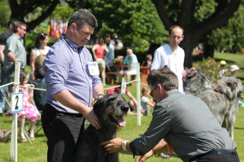 Farnleigh - Irish Wolfhound 2013 06 09 (46)