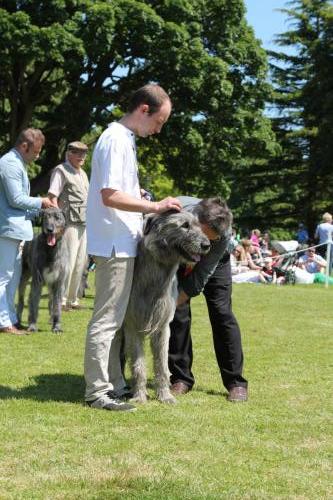 Farnleigh - Irish Wolfhound 2013 06 09 (47)