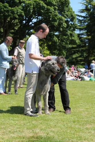 Farnleigh - Irish Wolfhound 2013 06 09 (47)