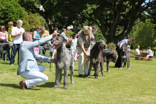 Farnleigh - Irish Wolfhound 2013 06 09 (48)