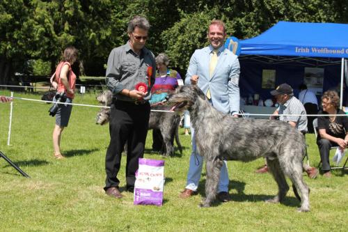 Farnleigh - Irish Wolfhound 2013 06 09 (49)