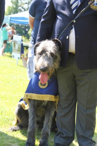 Farnleigh - Irish Wolfhound 2013 06 09 (5)