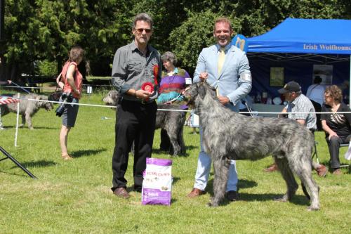 Farnleigh - Irish Wolfhound 2013 06 09 (50)