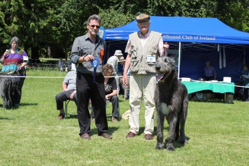 Farnleigh - Irish Wolfhound 2013 06 09 (51)