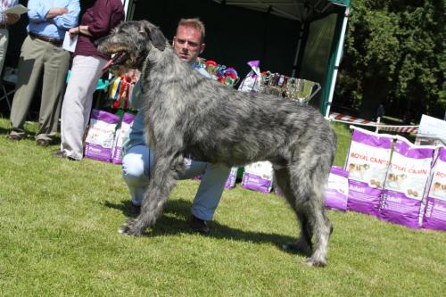 Farnleigh - Irish Wolfhound 2013 06 09 (53)
