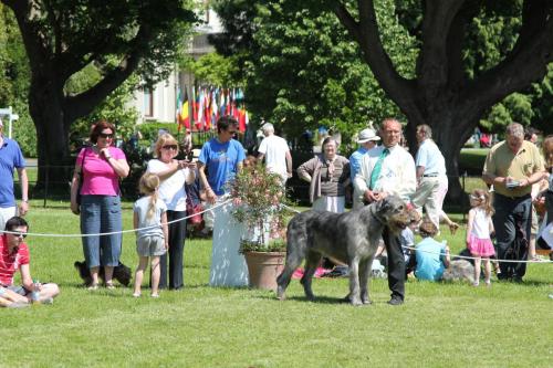 Farnleigh - Irish Wolfhound 2013 06 09 (56)