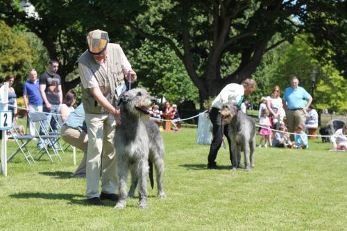 Farnleigh - Irish Wolfhound 2013 06 09 (58)