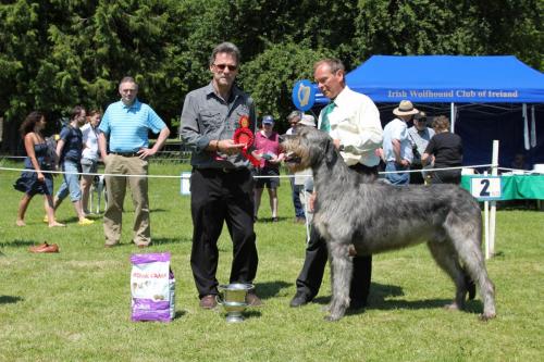 Farnleigh - Irish Wolfhound 2013 06 09 (60)