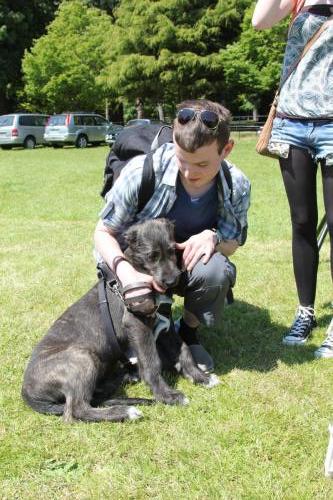 Farnleigh - Irish Wolfhound 2013 06 09 (62)