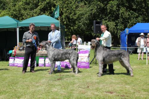 Farnleigh - Irish Wolfhound 2013 06 09 (65)