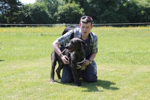 Farnleigh - Irish Wolfhound 2013 06 09 (66)