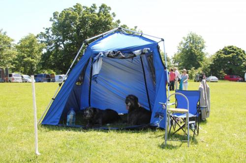 Farnleigh - Irish Wolfhound 2013 06 09 (71)