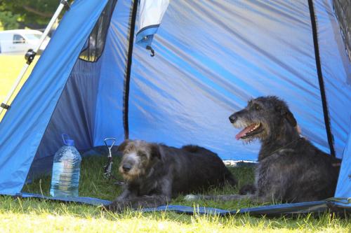 Farnleigh - Irish Wolfhound 2013 06 09 (72)