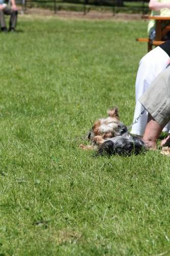 Farnleigh - Irish Wolfhound 2013 06 09 (75)