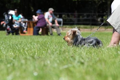 Farnleigh - Irish Wolfhound 2013 06 09 (76)