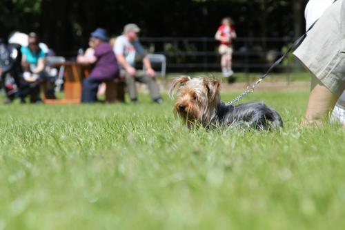 Farnleigh - Irish Wolfhound 2013 06 09 (77)