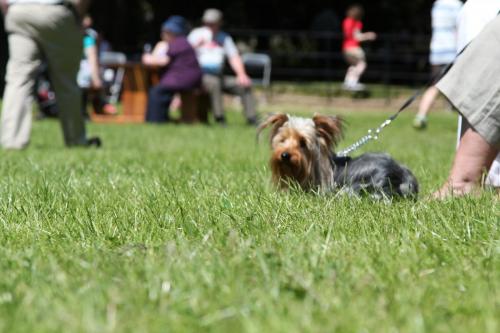 Farnleigh - Irish Wolfhound 2013 06 09 (78)