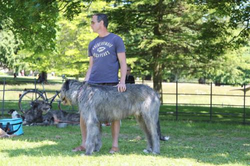 Farnleigh - Irish Wolfhound 2013 06 09 (79)