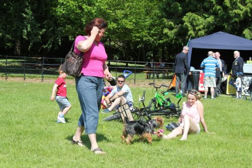 Farnleigh - Irish Wolfhound 2013 06 09 (8)