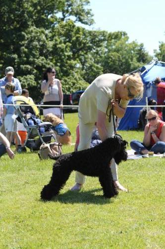 Farnleigh - Irish Wolfhound 2013 06 09 (81)