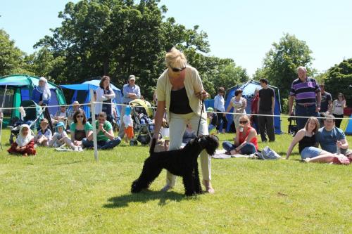 Farnleigh - Irish Wolfhound 2013 06 09 (82)