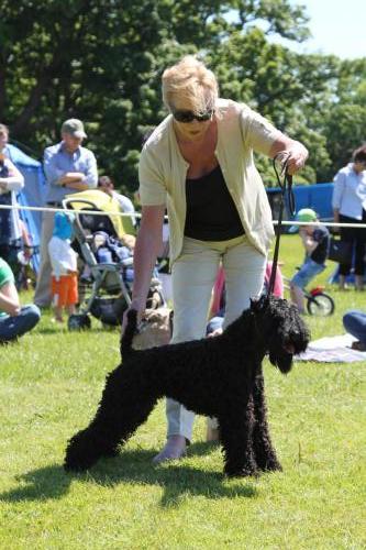 Farnleigh - Irish Wolfhound 2013 06 09 (83)