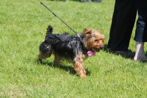 Farnleigh - Irish Wolfhound 2013 06 09 (9)